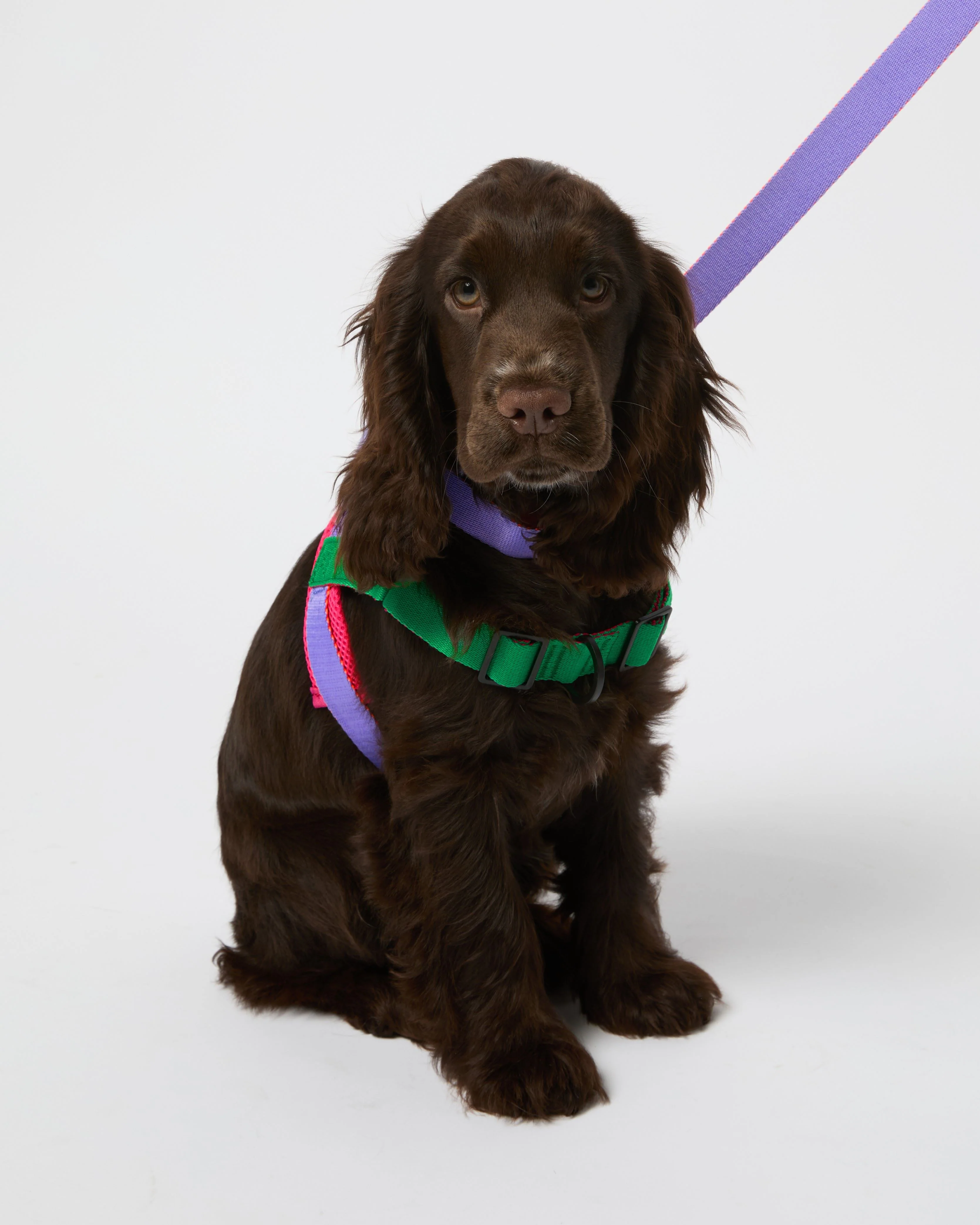 TREK. Pet Harness - Image 4